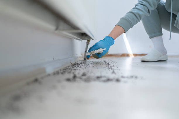 Trusted Millers Creek, NC Pest Control Experts